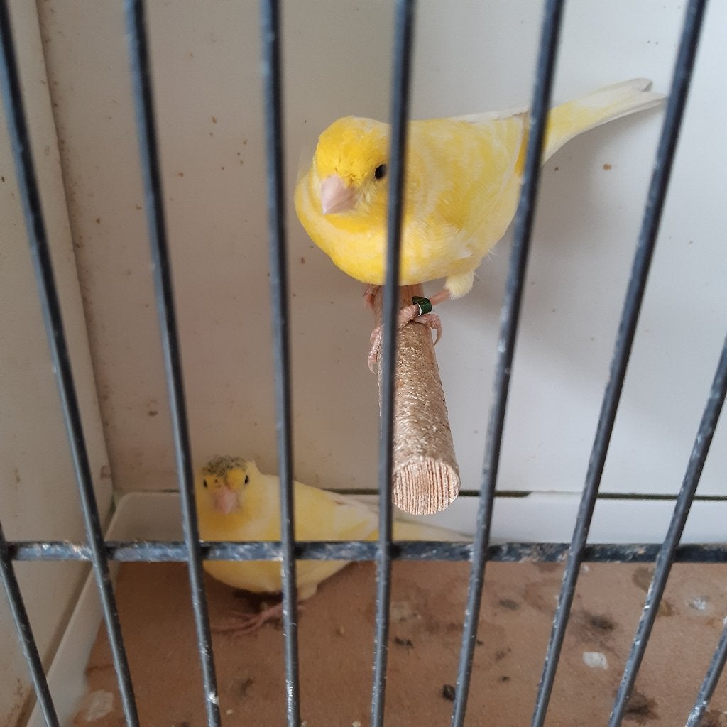 vogels, Dieren en Toebehoren