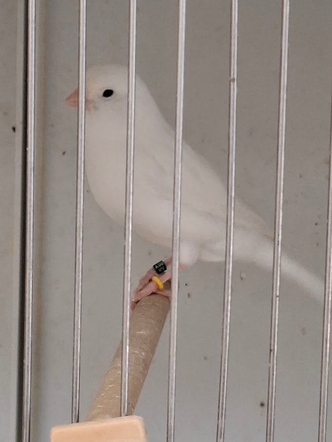 kanarie, Dieren en Toebehoren, Kleurkanarie