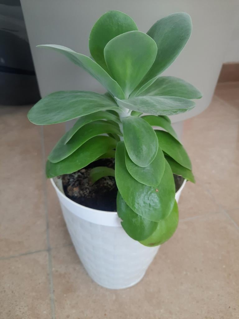 Kamerplant kalanchoë thyrisiflora, Ophalen, In pot