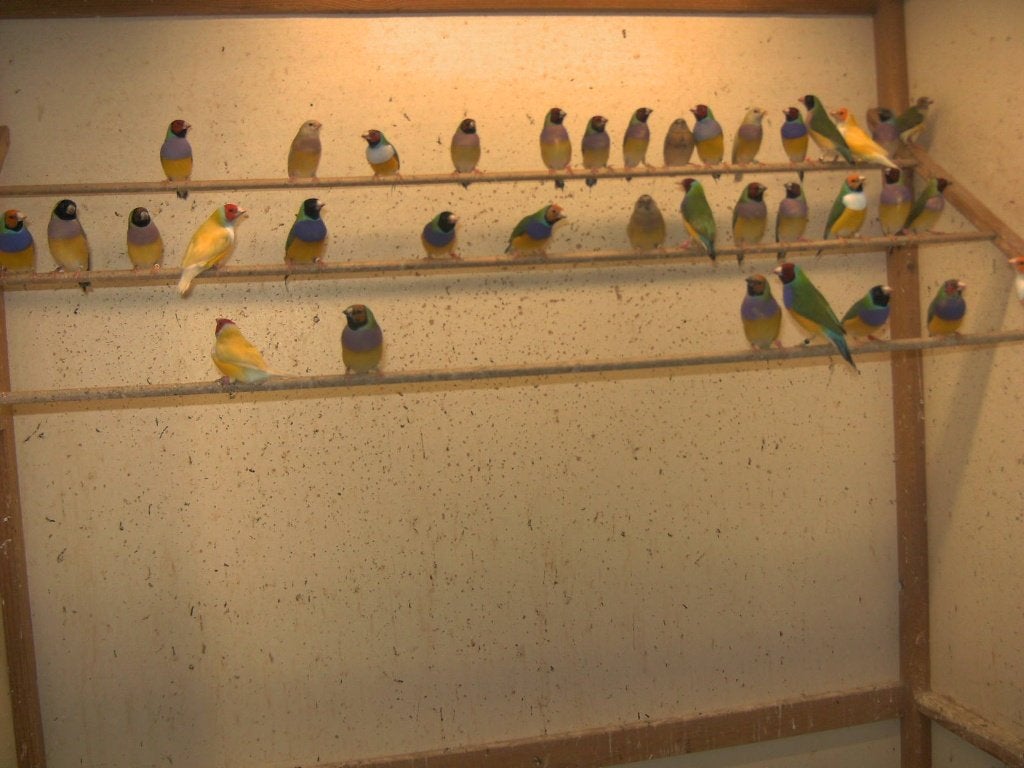 Gouldamandine, Animaux & Accessoires, Oiseaux | Oiseaux Autre, Plusieurs animaux, Oiseau tropical, Bagué