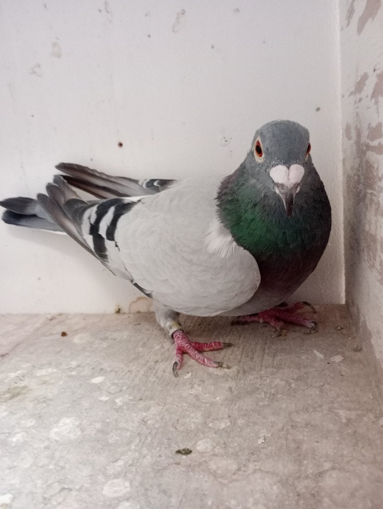 Un coq reproducteur ! ! ! 2020 ! ! !, Animaux & Accessoires, Mâle, Pigeon voyageur