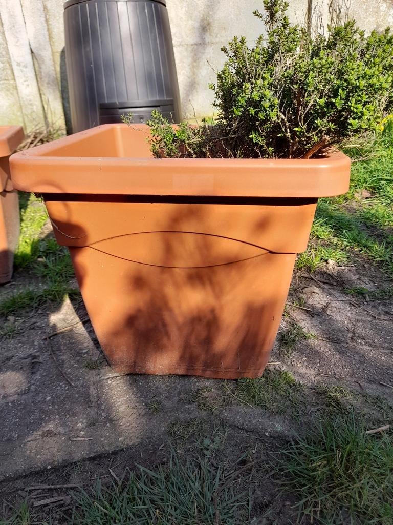 Grote bak met verse tijm prijs bespreekbaar, Tuin en Terras, Bloembakken en Plantenbakken, Ophalen