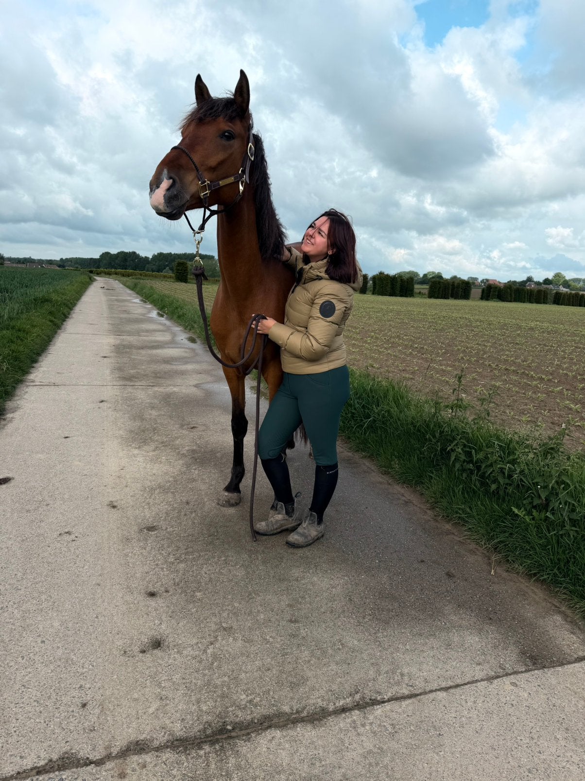 Jong recreatie paard, Hongre
