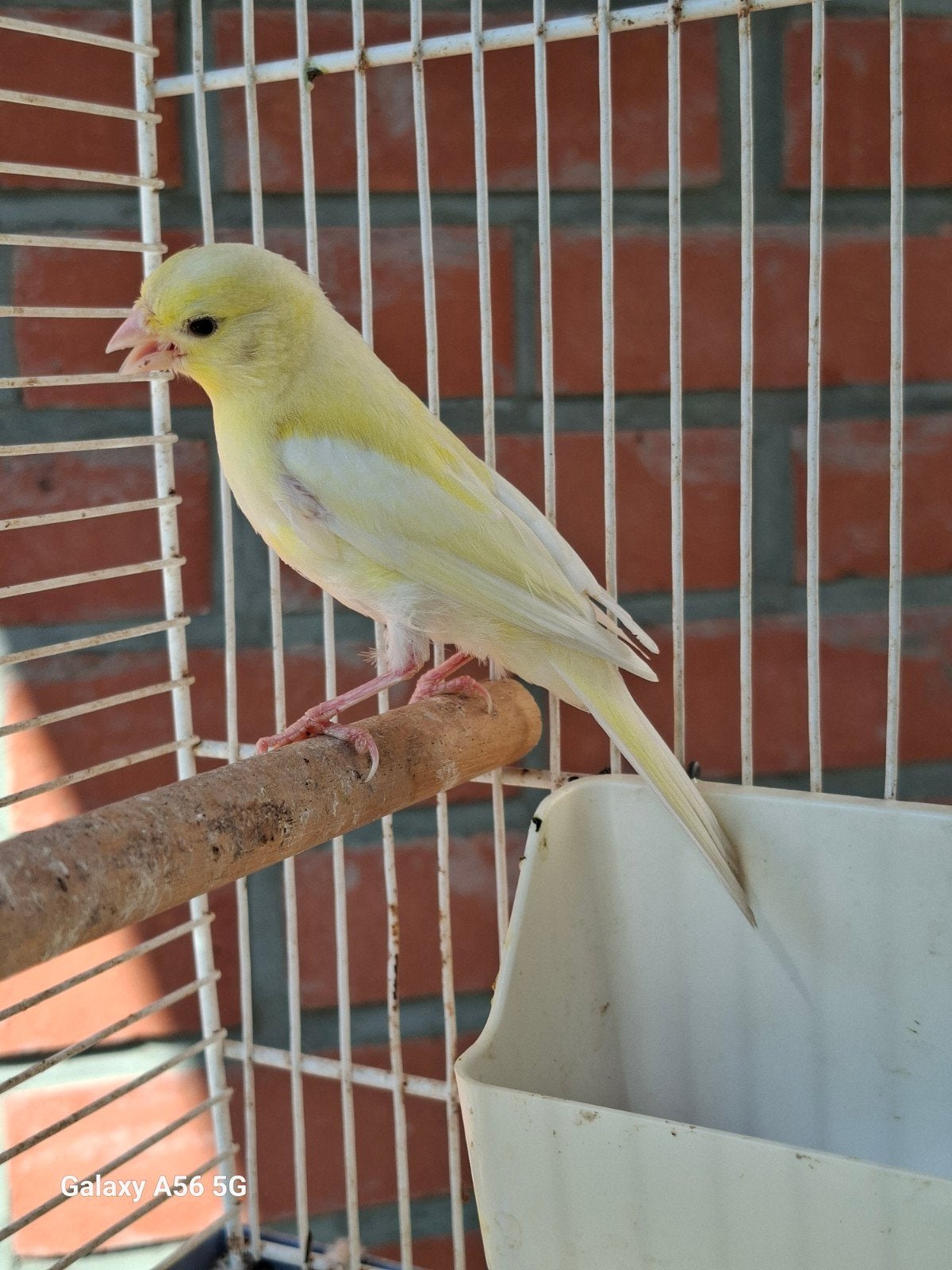 Jeune canari