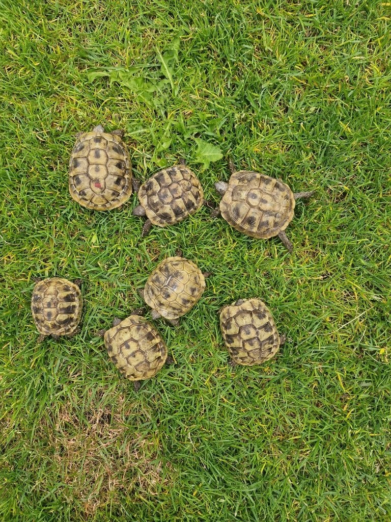 Tortues grecques 85€, Animaux & Accessoires, Reptiles & Amphibiens, Tortue, 3 à 6 ans