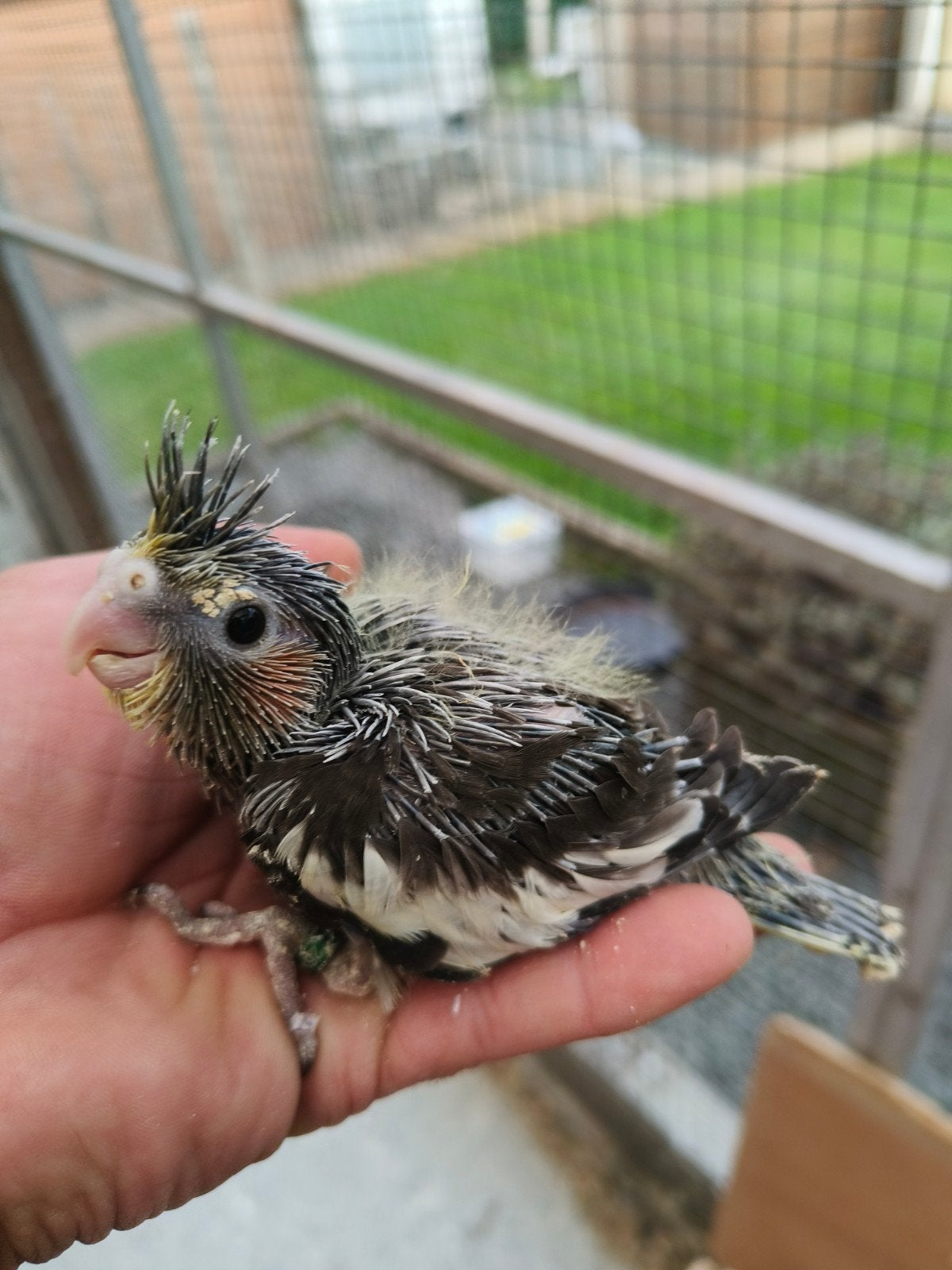 3 handtamme wildkleur valkparkiet, Tam