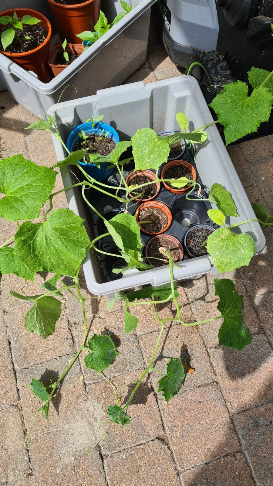 Augurken planten (vert petit de Paris), Jardin & Terrasse, Plantes | Jardin, Enlèvement