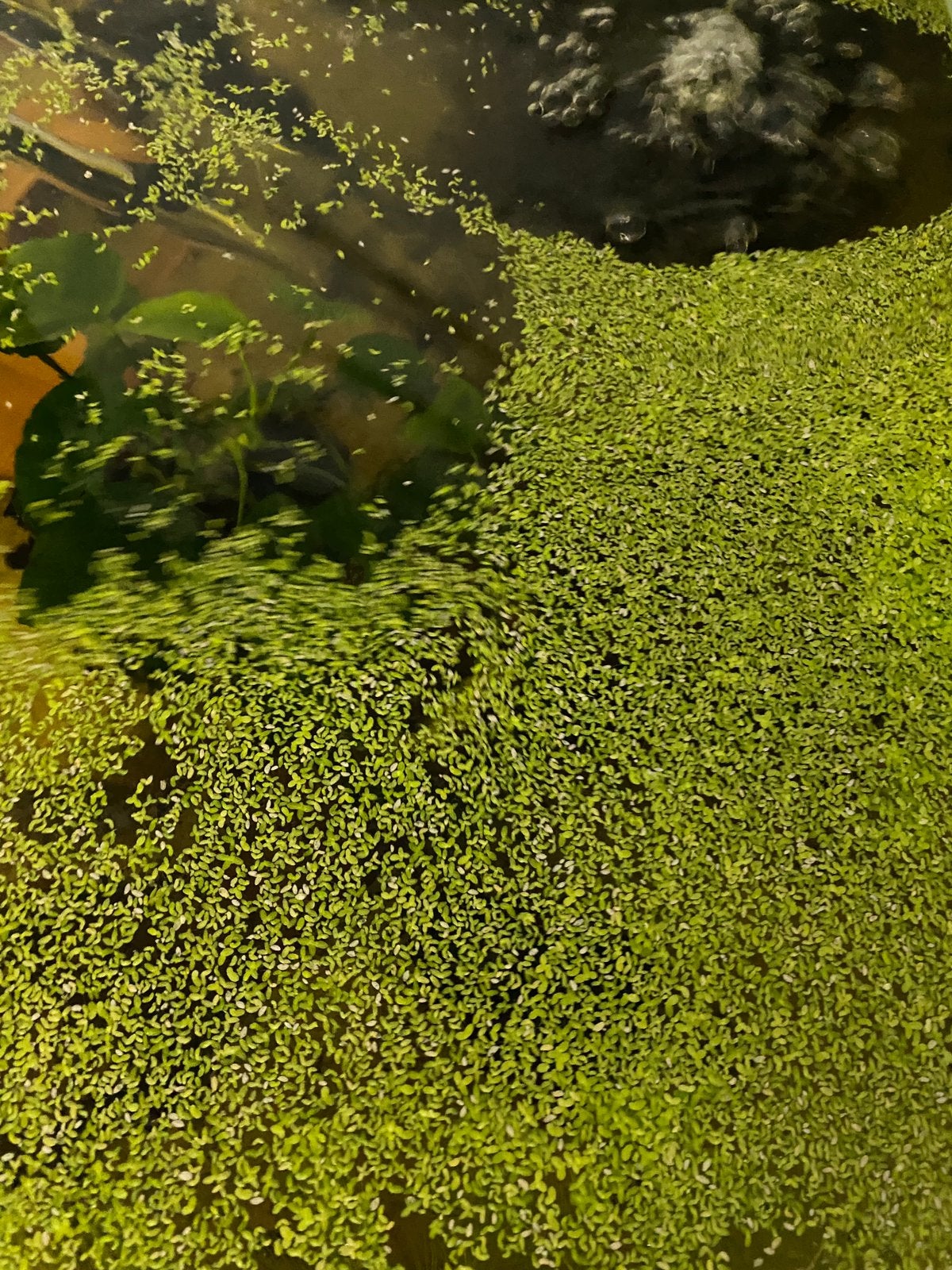 Plante et lentilles d’eau d’aquarium a vendre, Enlèvement