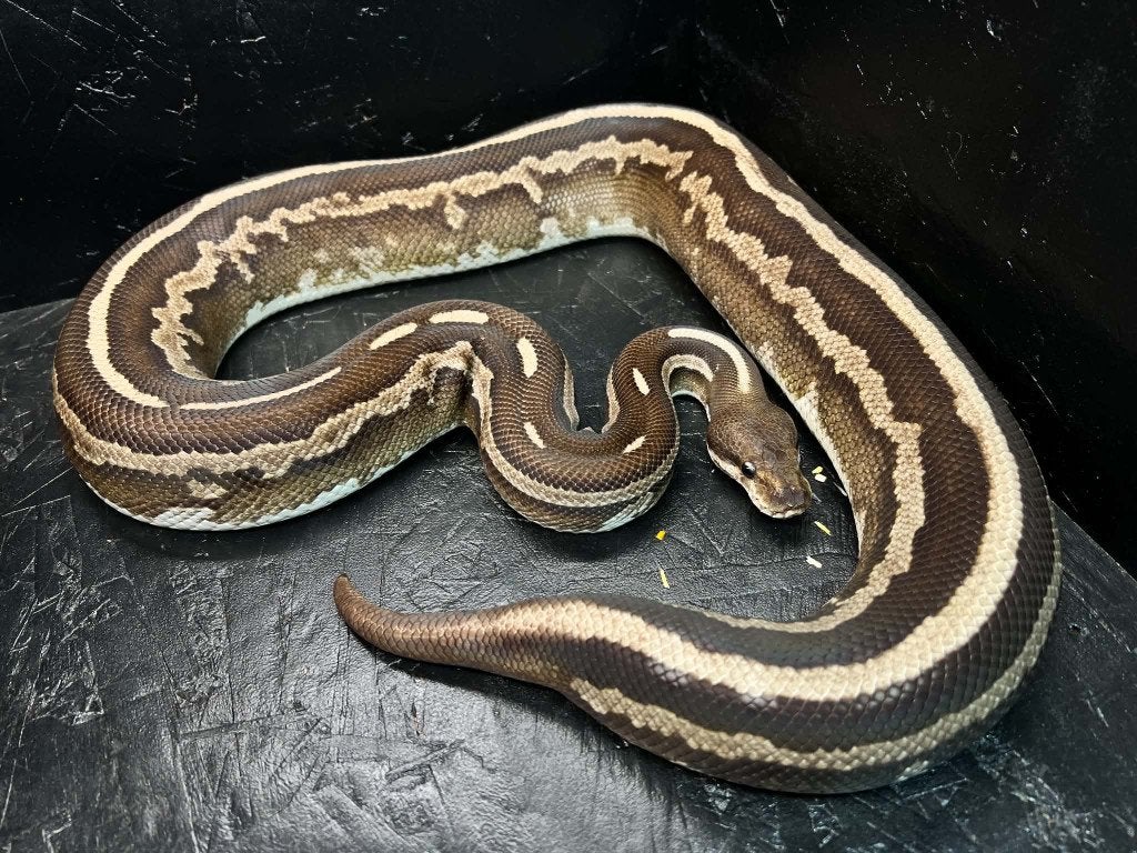 Ball python 0.1 Cinnemon Mohogany phantom (Houten) Ball Python - female for sale from shirley