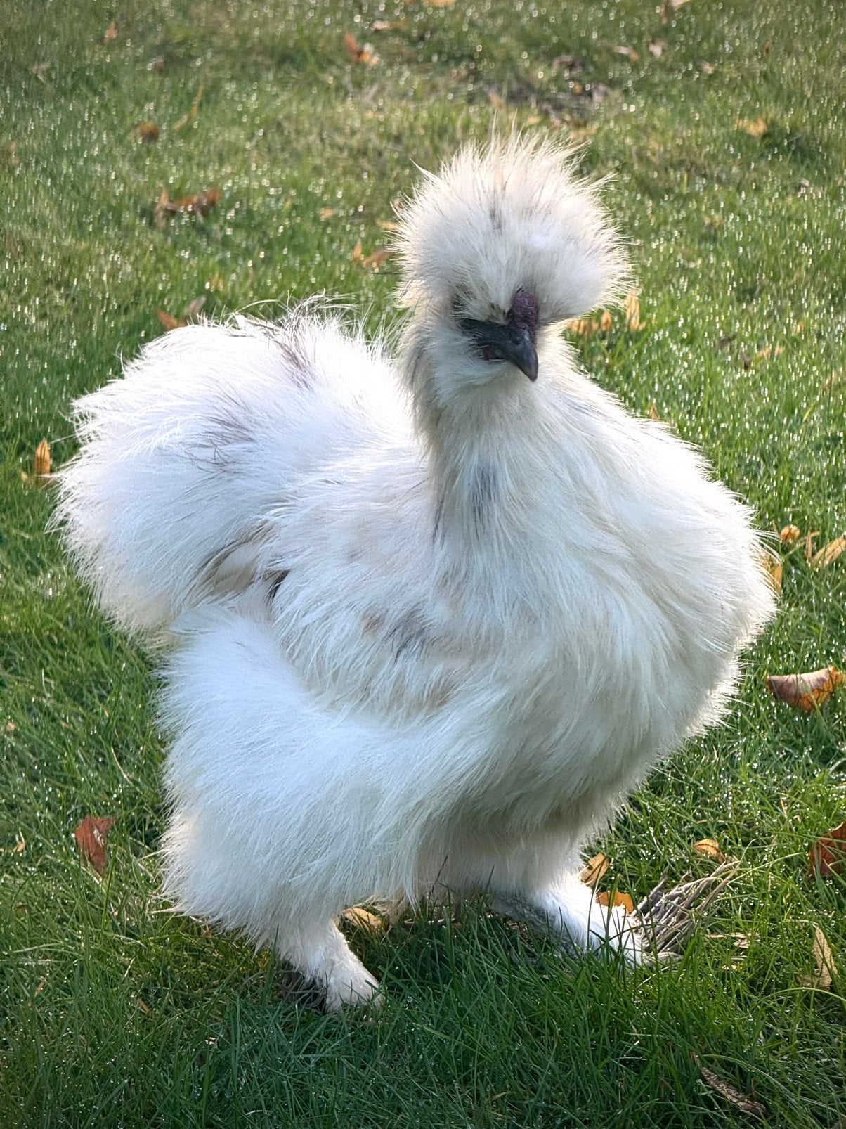 Zijdehoen haantje paint, Animaux & Accessoires, Mâle, Poule ou poulet