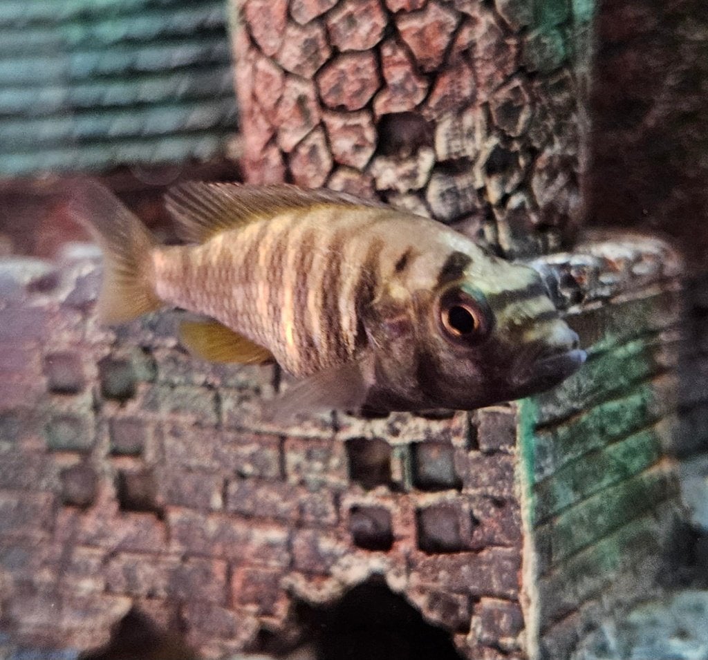 Pundamilia Neyererei victoria cichlide kan bij malawi, Vis, Zoetwatervis