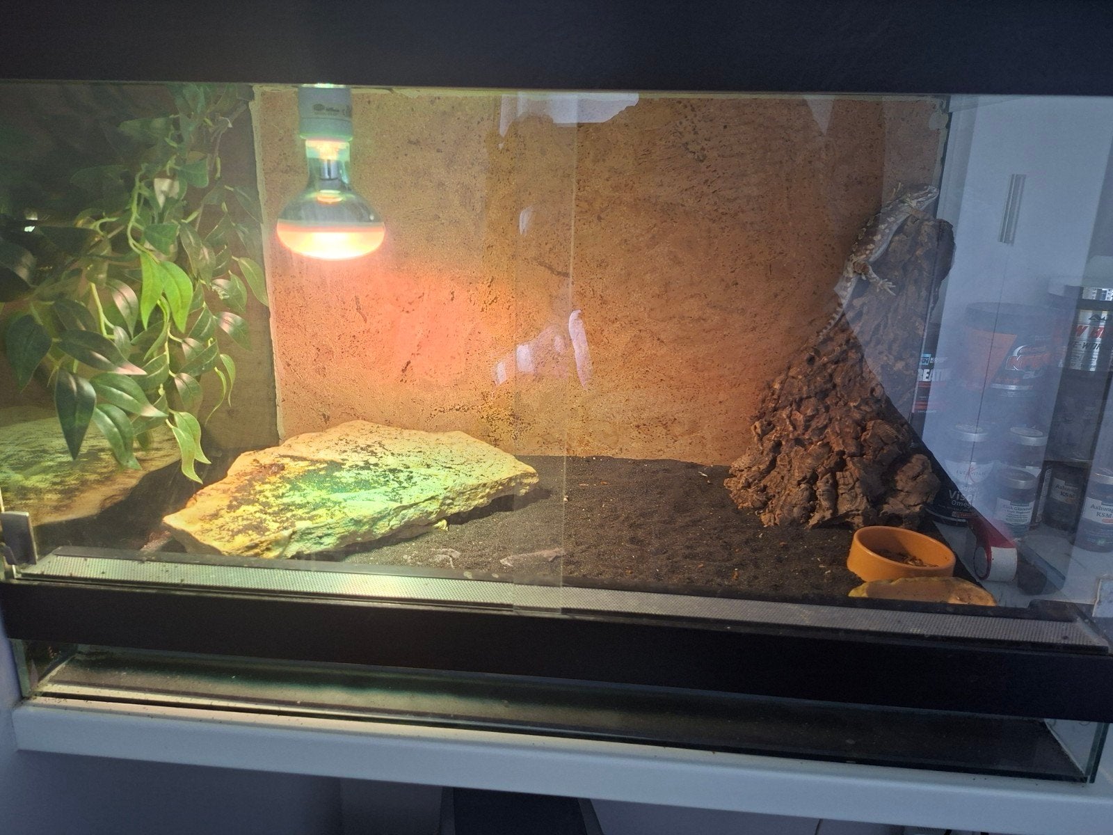 Terrarium, Animaux & Accessoires, Enlèvement