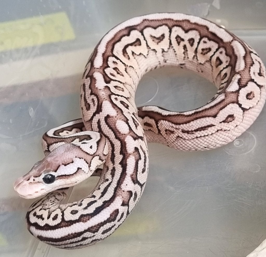 0.1 black pastel special pastel (spotnose) het clown