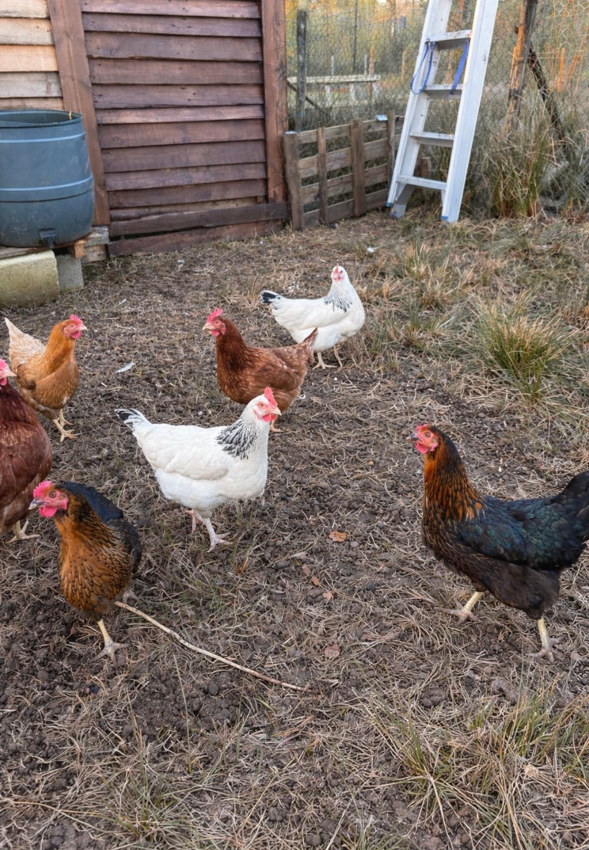 Broedeieren – ISA Brown / Sussex / Harco mix ( kruising), Dieren en Toebehoren, Pluimvee