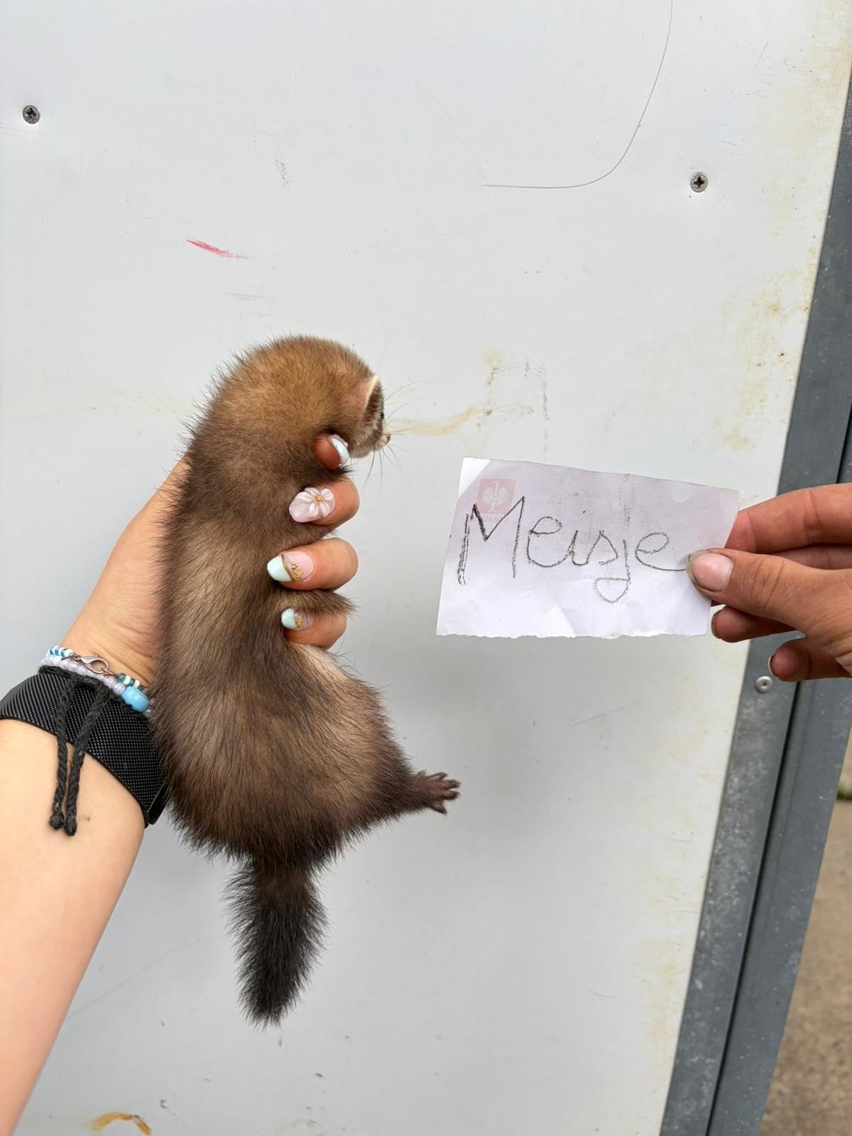 fretjes, Dieren en Toebehoren, Mei