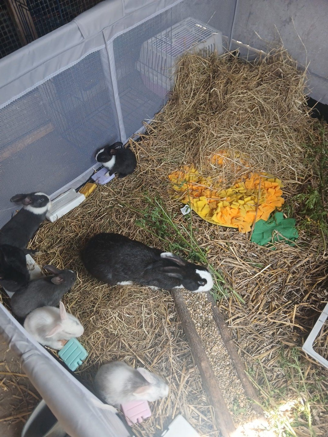 8 bébés lapins à la recherche d'un foyer aimant ️, Enlèvement