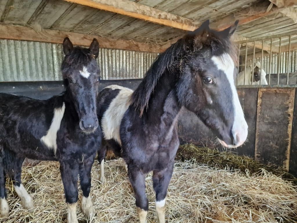 2 prachtige veulens, Dieren en Toebehoren, Ophalen