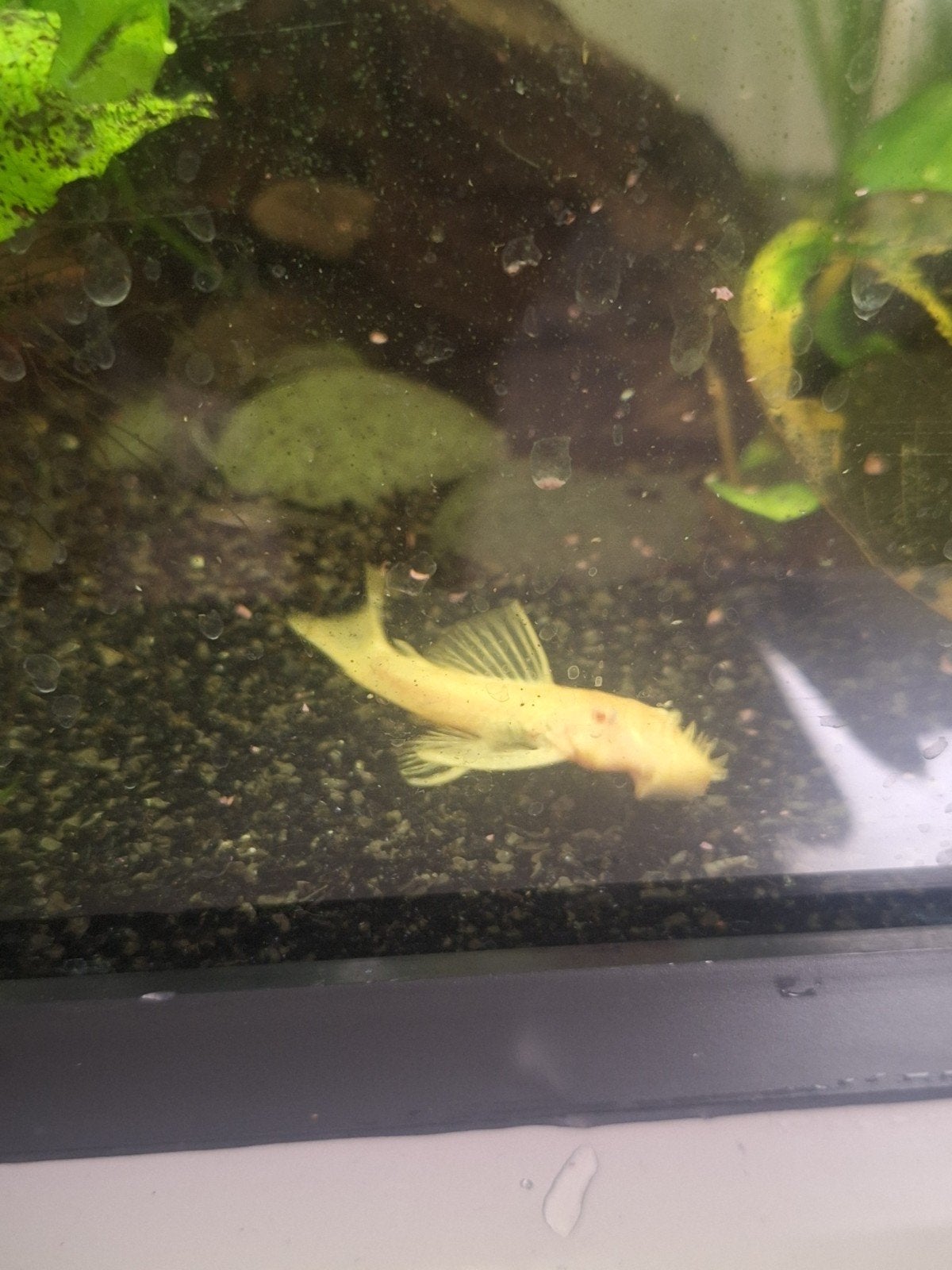 ancistrus