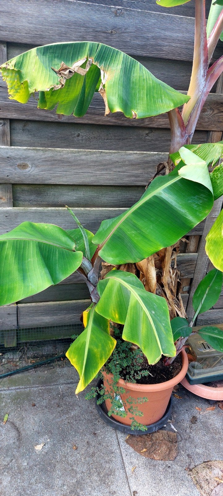 Musa acuminata 'Red Dacca' banaan (eetbaar), Ophalen, Vaste plant, Fruitplanten, Volle zon