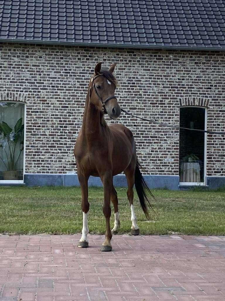 Welsh merrie alsook Welsh veulens van 2025 (jaarlingen ), Poney C (1.27 m à 1.37m), M, Avec pedigree, Jument