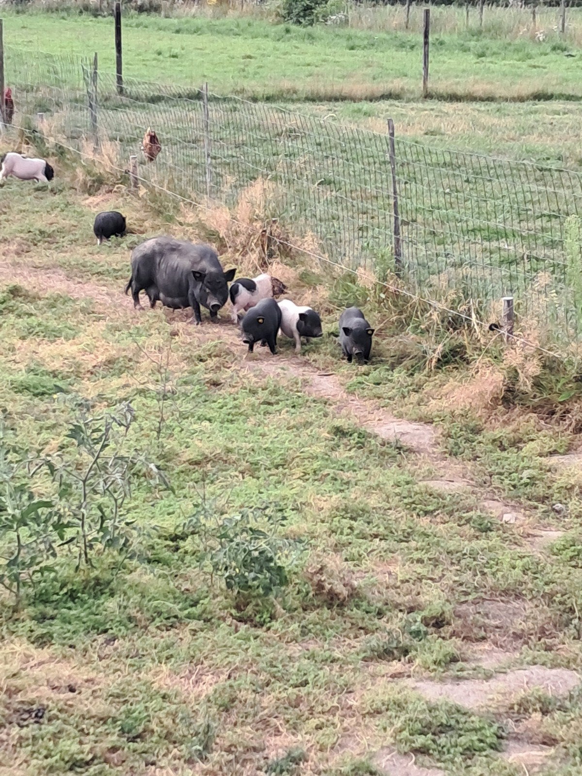 Mini varkes