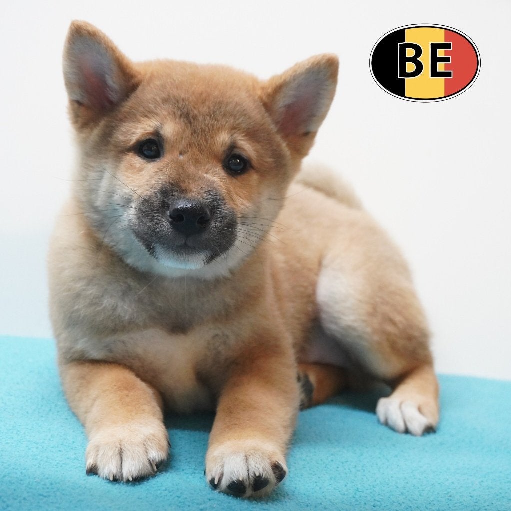 Shiba Inu - chiots curieux et joueurs (belges), Animaux & Accessoires, Commerçant, Maladie de Carré (chiens), Autres races, 8 à 15 semaines