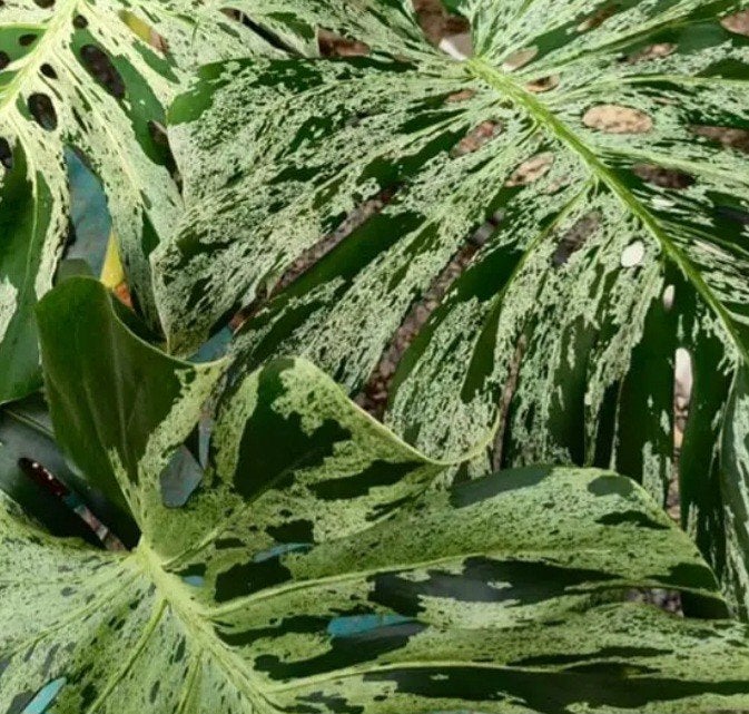 Monstera bulbasaur, Enlèvement