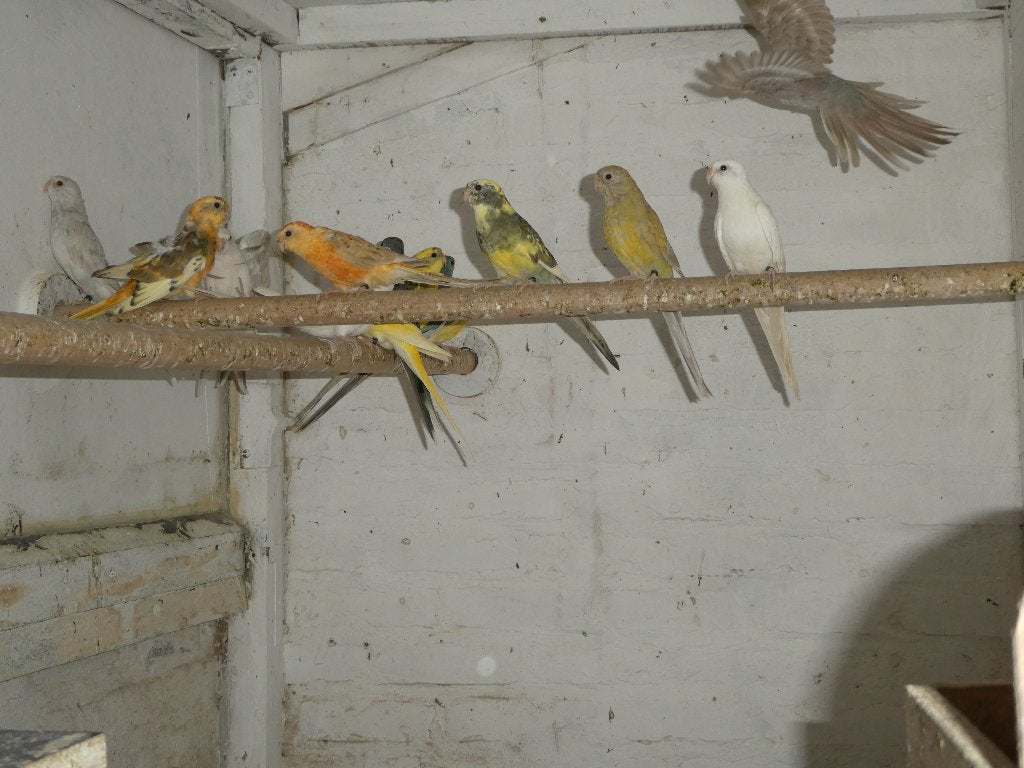 roodrug parkieten, Plusieurs animaux, Perruche, Bagué