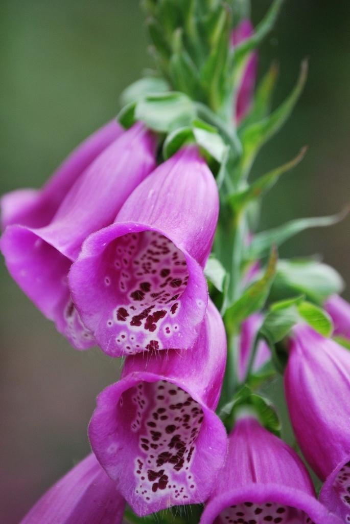digitalis of vingerhoedskruid in pot  prairytuin of border, Ophalen, Vaste plant
