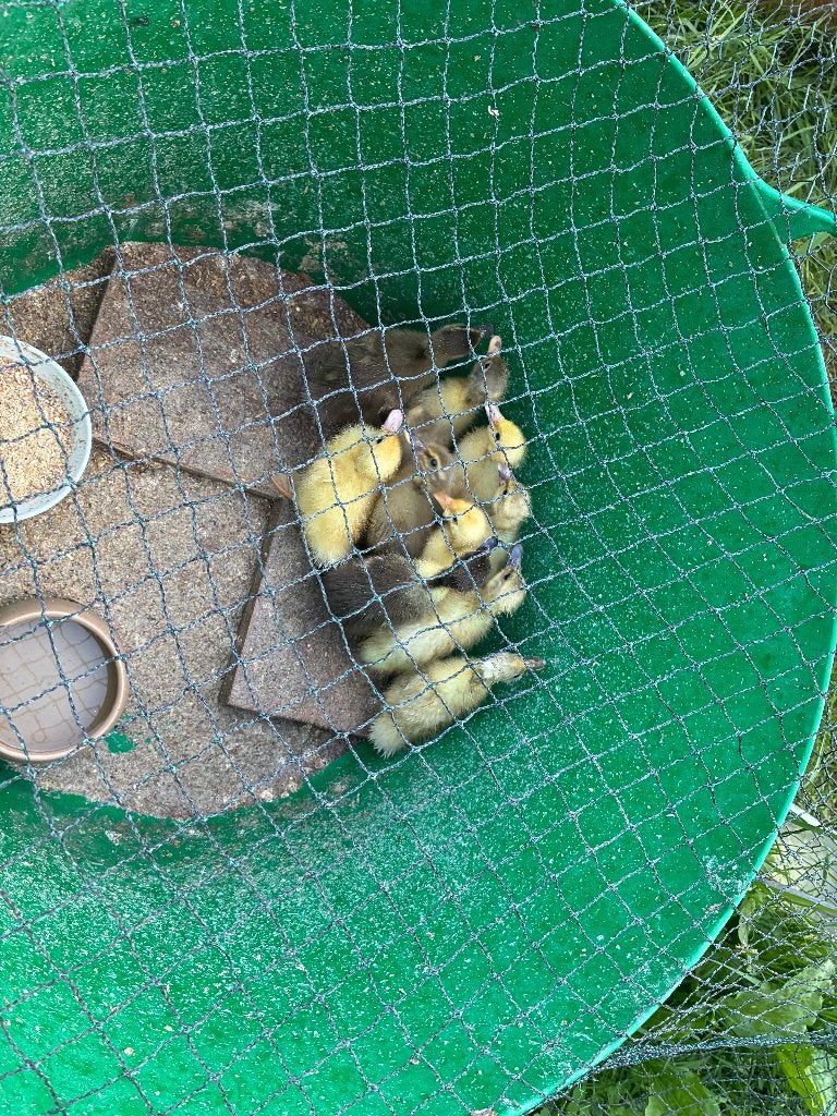 Loopeenden: 10 kuikens, 2 volw woerden en 2 vrouwtjes, Dieren en Toebehoren, Eend