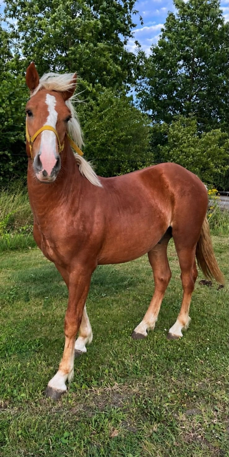 Schwarzwälder Fuchs, Animaux & Accessoires, Chevaux, Étalon, 0 à 2 ans, Avec pedigree, Avec puce électronique, Vermifugé, Vacciné