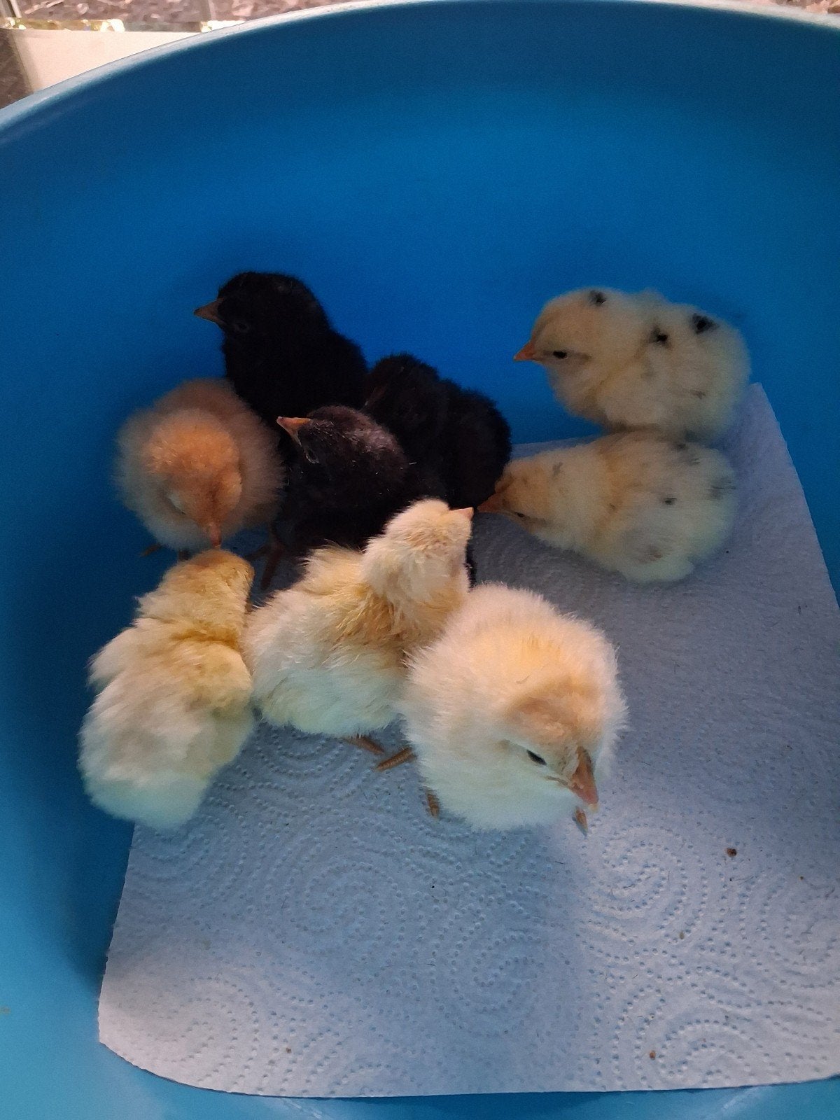 Kuikens van grote legrassen. Pas enkele dagen oud, Dieren en Toebehoren, Kip