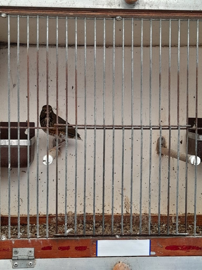 Lijsters, Dieren en Toebehoren, Vogels | Overige Vogels, Vrouwelijk, Wildzangvogel, Geringd