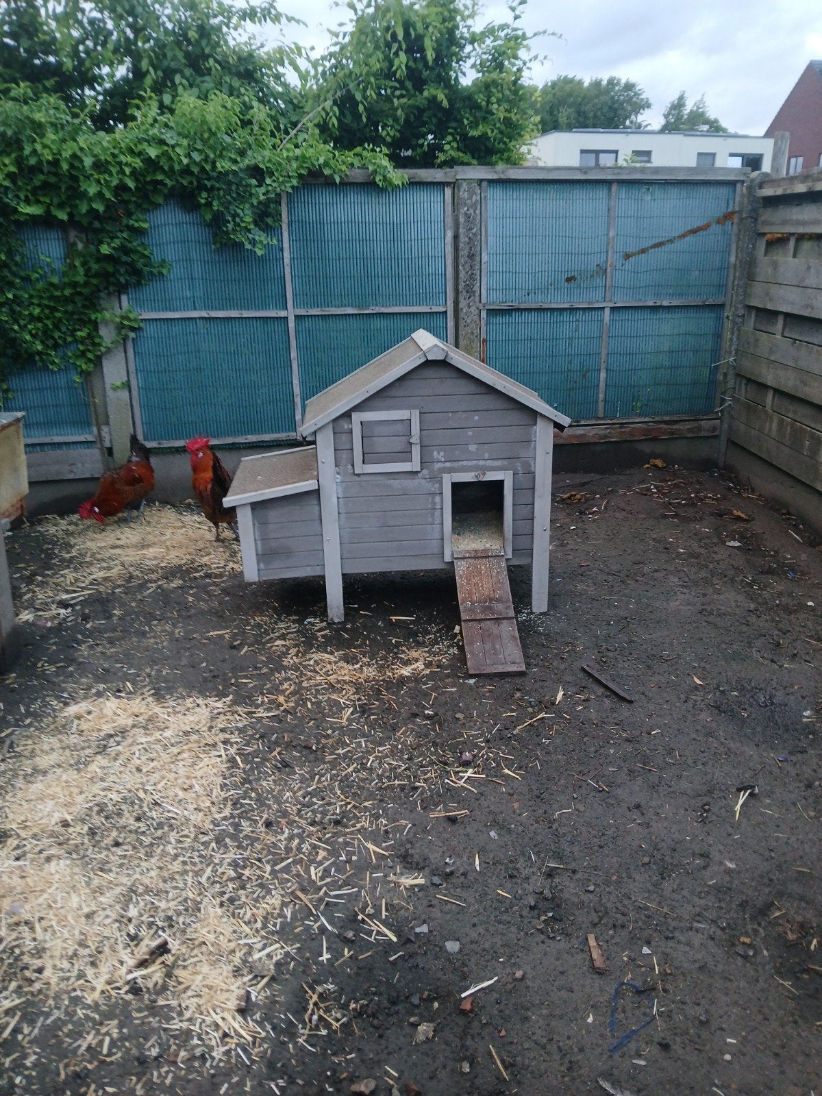 Kippenhok te koop, Dieren en Toebehoren, Ophalen