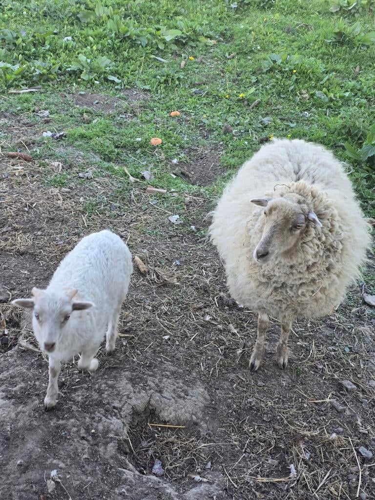 Schapen