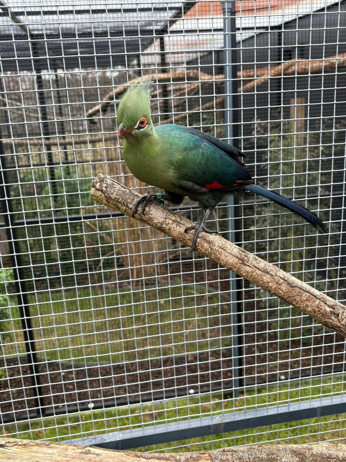 Shalowie toerako, Dieren en Toebehoren, Vogels | Overige Vogels, Mannelijk, Tropenvogel, Geringd
