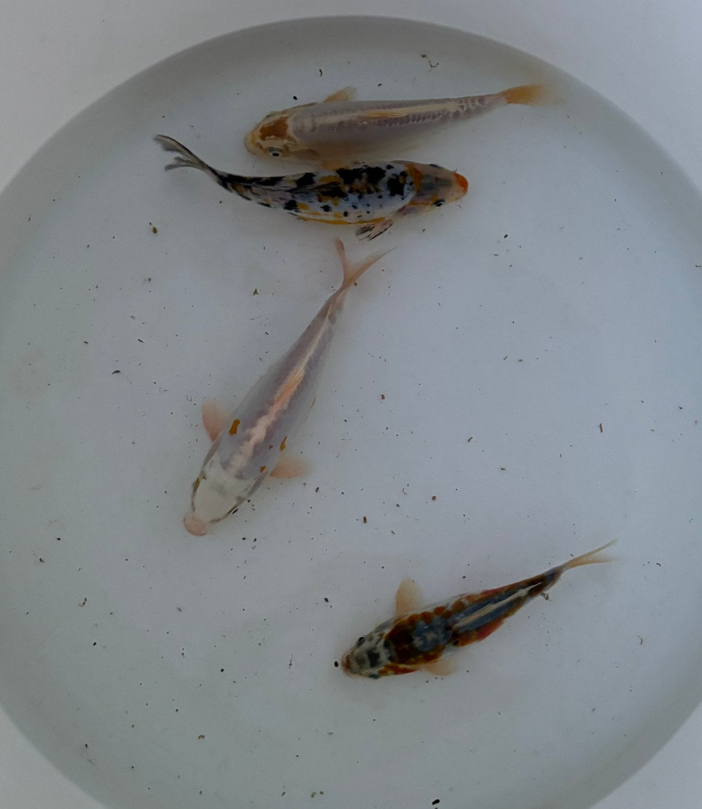 Koi eigen kweek, Dieren en Toebehoren, Karper of Koi