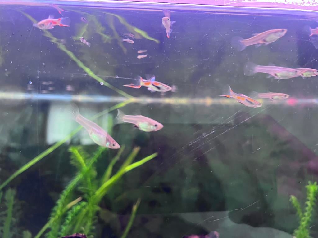 Baby guppies, Dieren en Toebehoren, Ophalen, Zo goed als nieuw