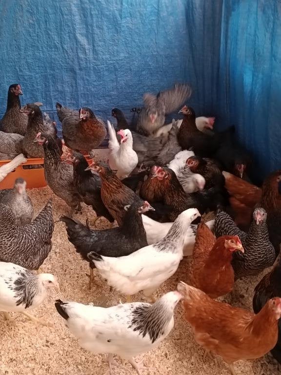 leghennen & kleurleggers groothandelsprijzen 0499/082381, Dieren en Toebehoren, Pluimvee, Vrouwelijk, Kip
