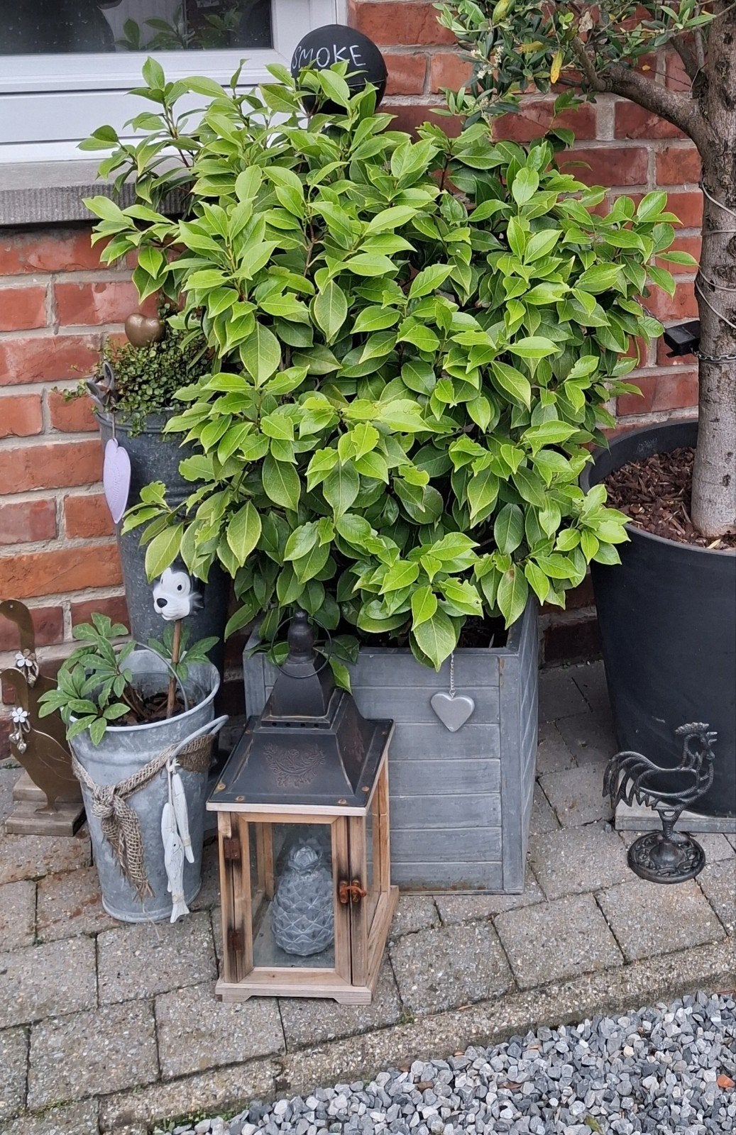 Camelia rose- Rosier et objets en fonte - décoration jardin, Enlèvement