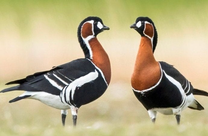GEZOCHT 1-1 Roodhalsganzen, Dieren en Toebehoren, Meerdere dieren, Gans of Zwaan