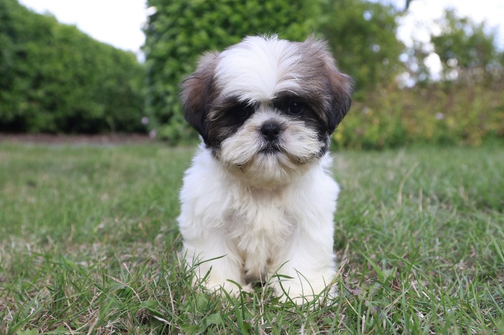 Shih Tzu puppy tricolor, geboren 24 juni 2026, België, Overige rassen, CDV (hondenziekte), 8 tot 15 weken