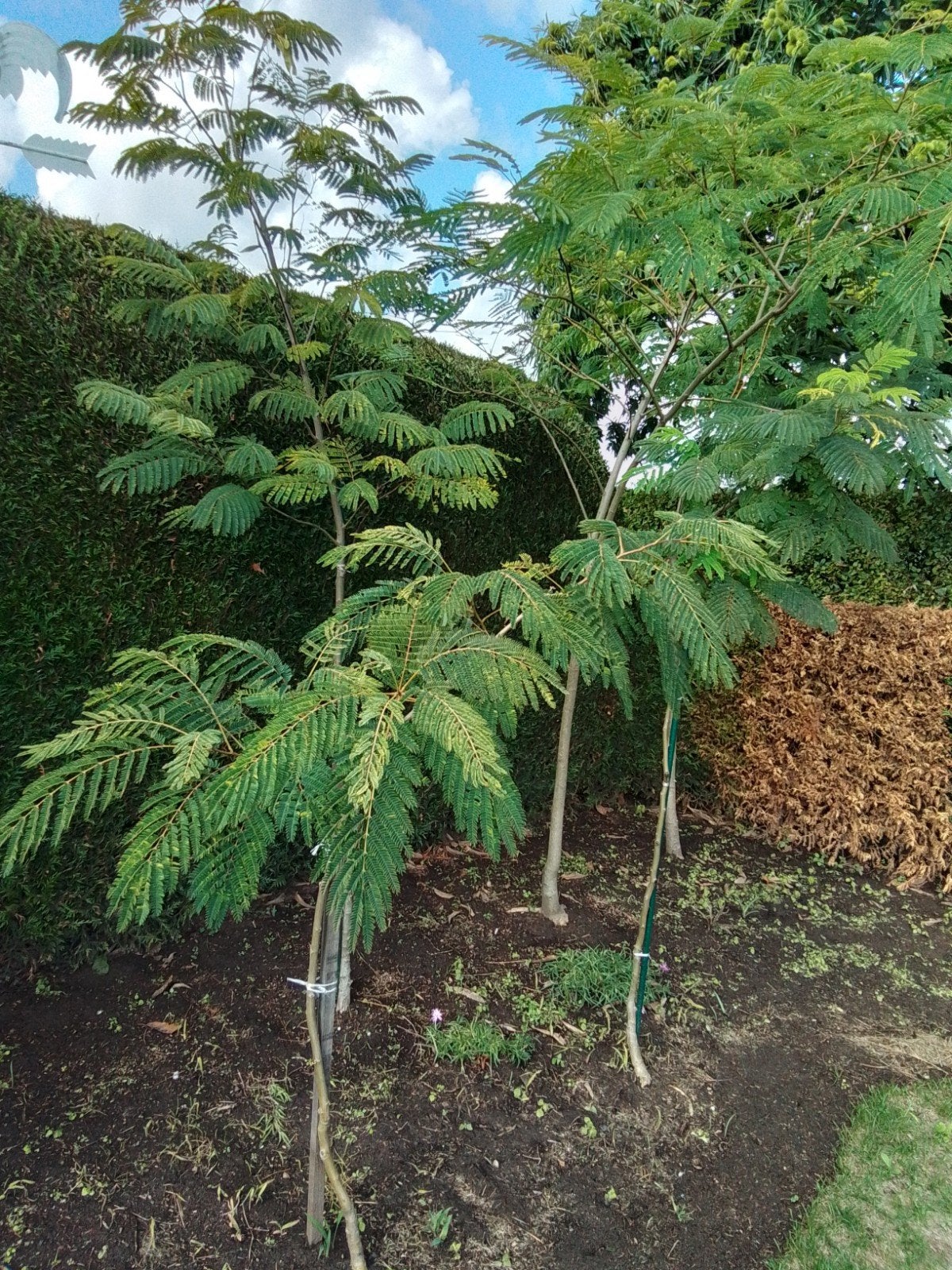 Albizia.  Perzische slaapbomen, Ophalen