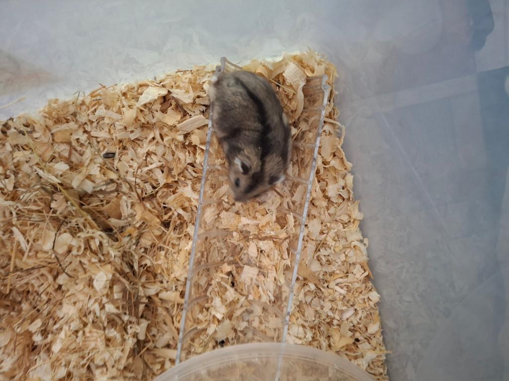 Rusische dwerghamster, Dieren en Toebehoren, Hamster, April, Meerdere dieren, Tam