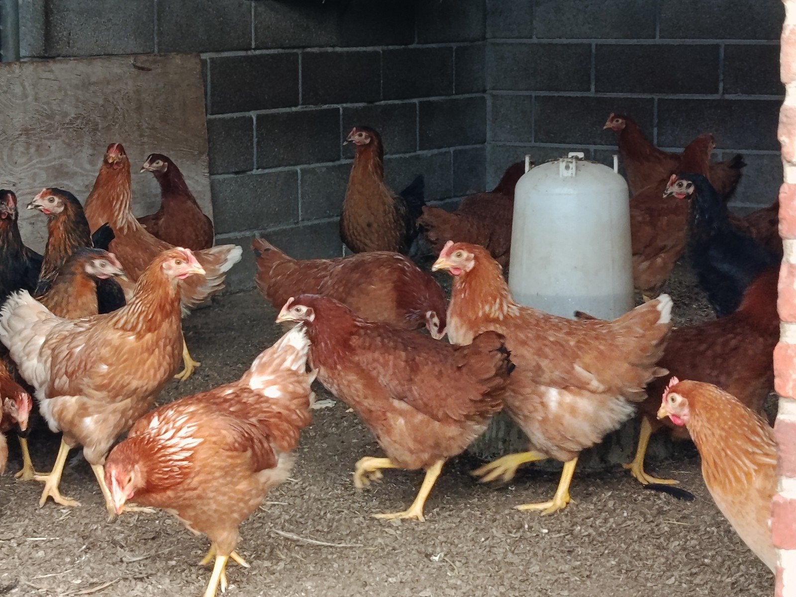 jonge legkippen, klaar voor de leg. Actieprijs !, Dieren en Toebehoren, Kip