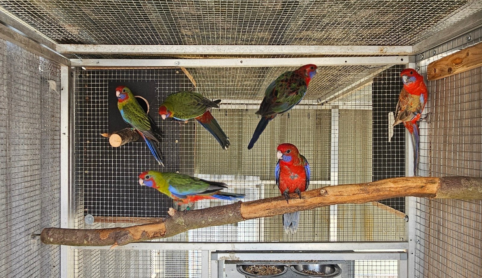 5 penantjongen , kunnen nu gereserveerd worden., Dieren en Toebehoren, Geslacht onbekend, Geringd