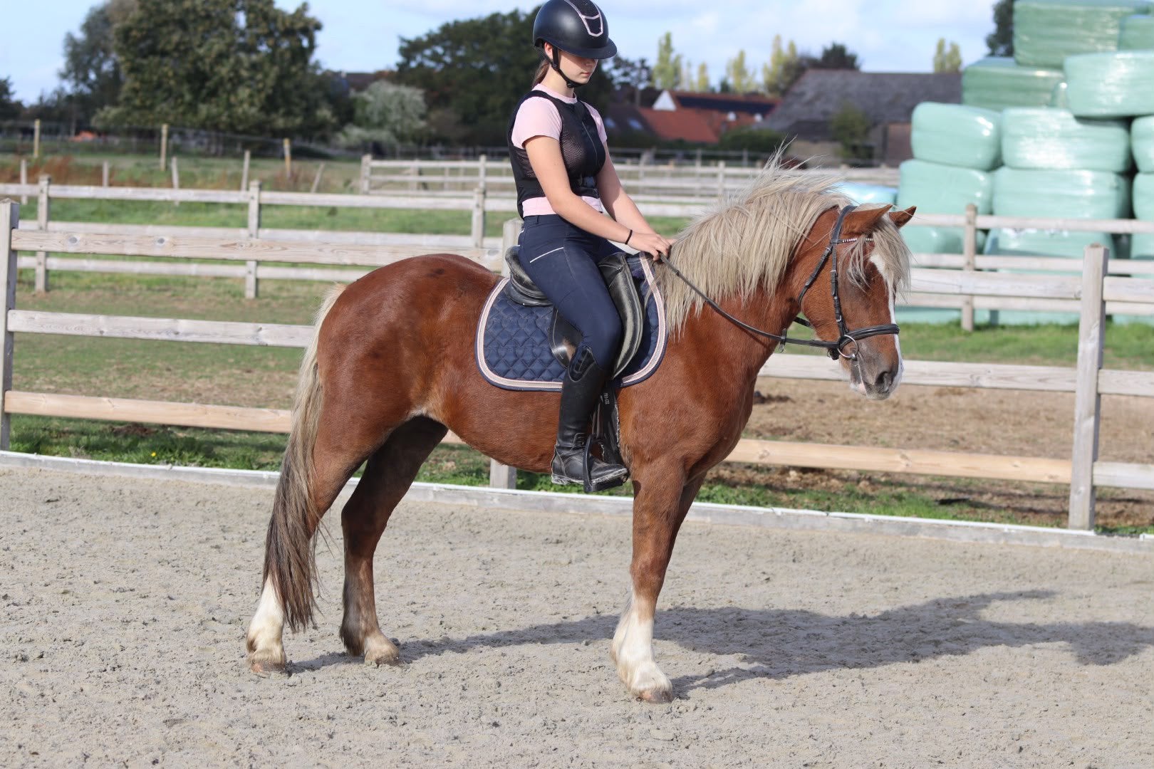 Prachtige D-pony, Dieren en Toebehoren, Merrie