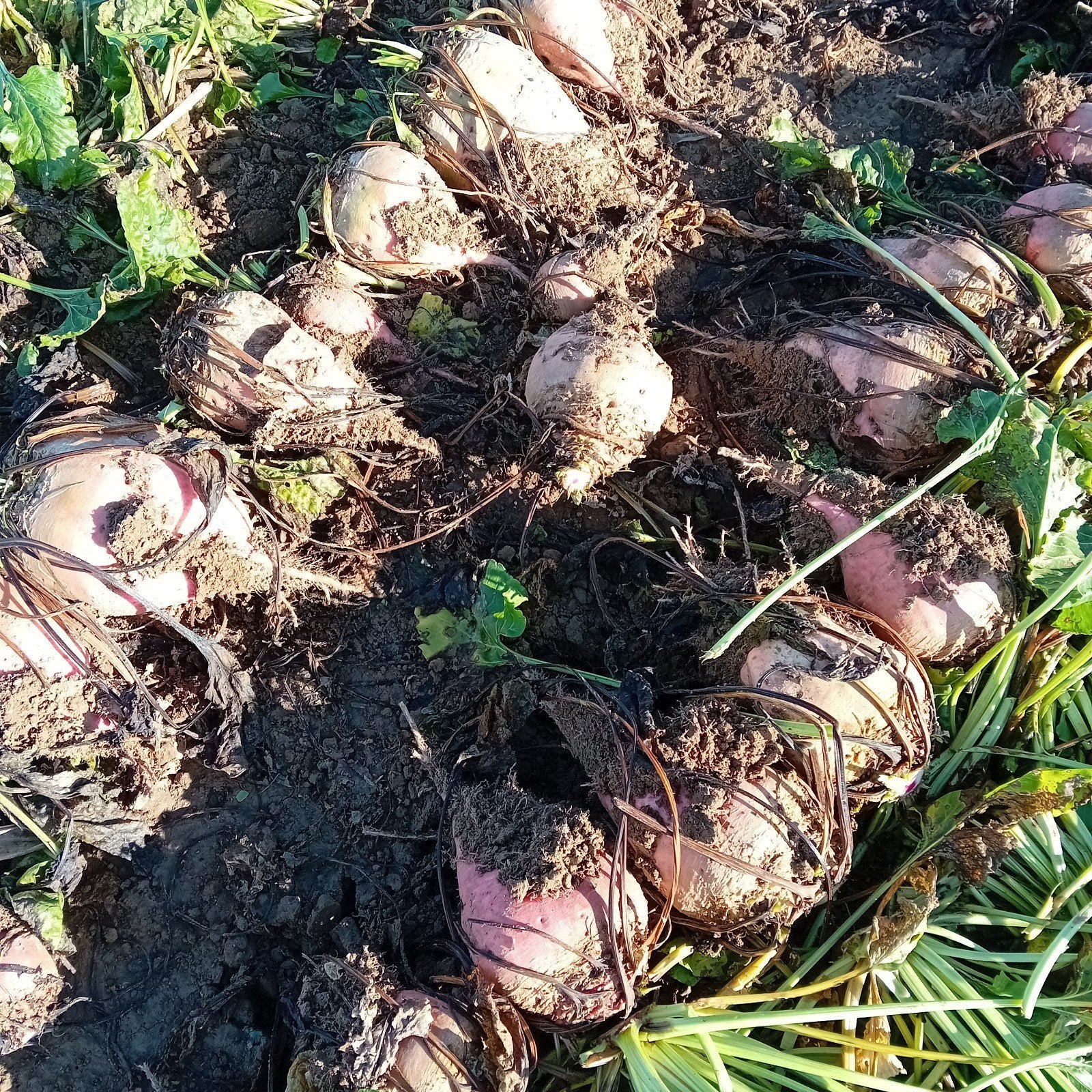 handgerooide voederbieten, Ophalen