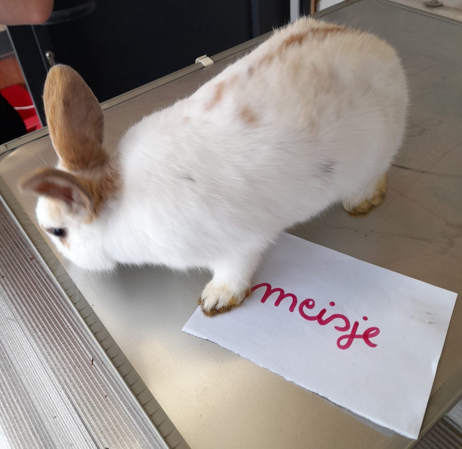 Twee konijntjes meisjes