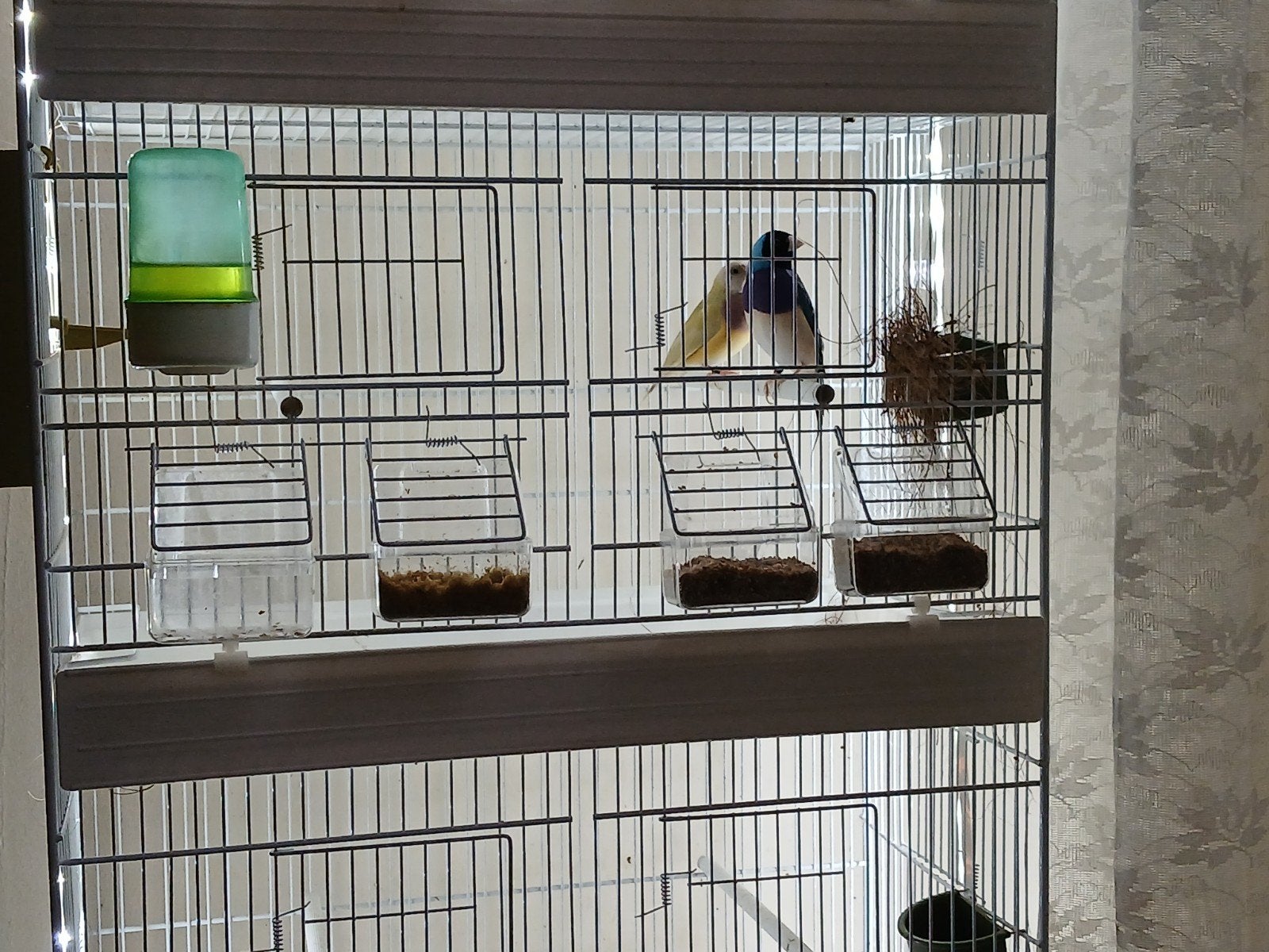Gould diamant couple, Animaux & Accessoires, Mâle